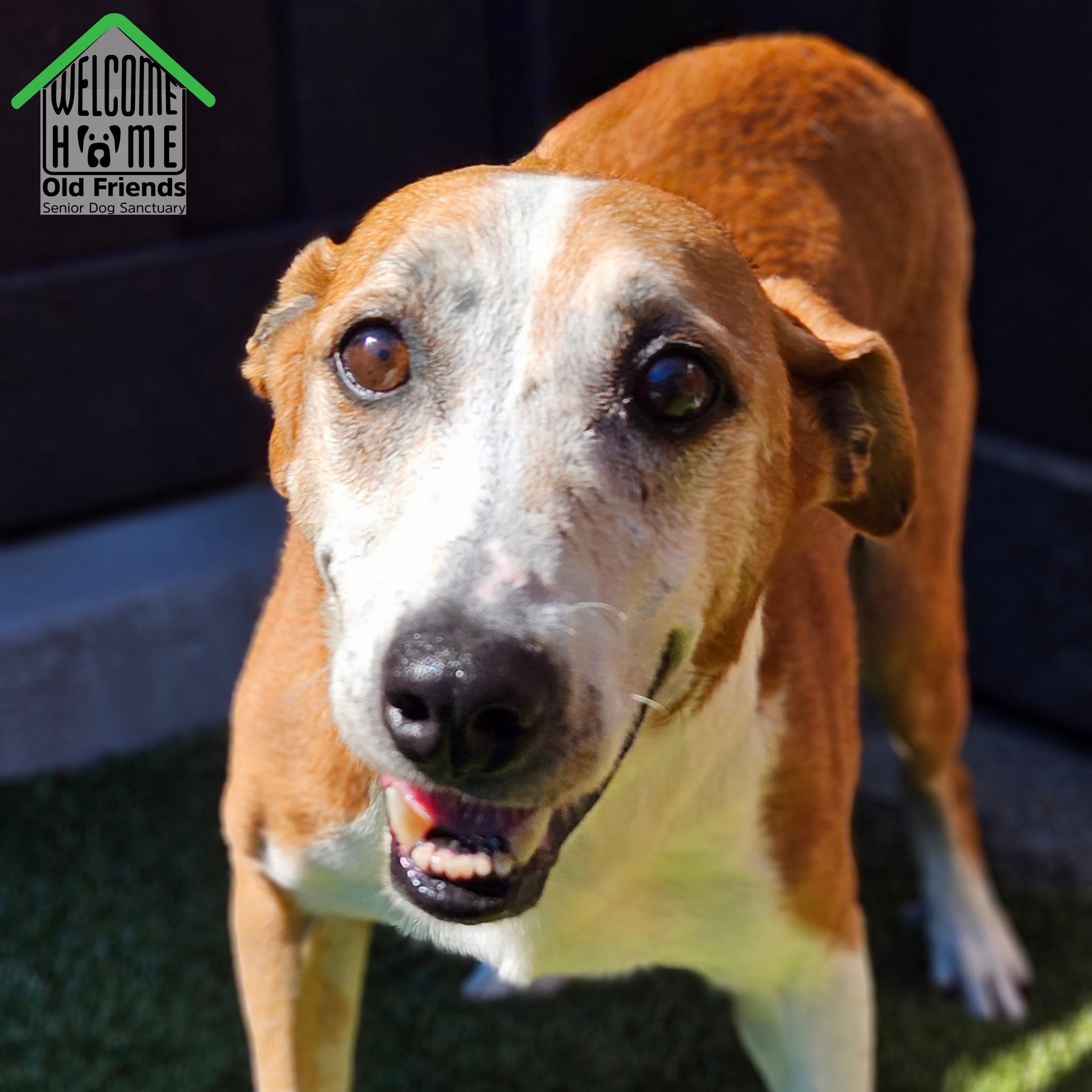 Walter, a Adoptable mixed breed in Mount Juliet, TN image 3/3