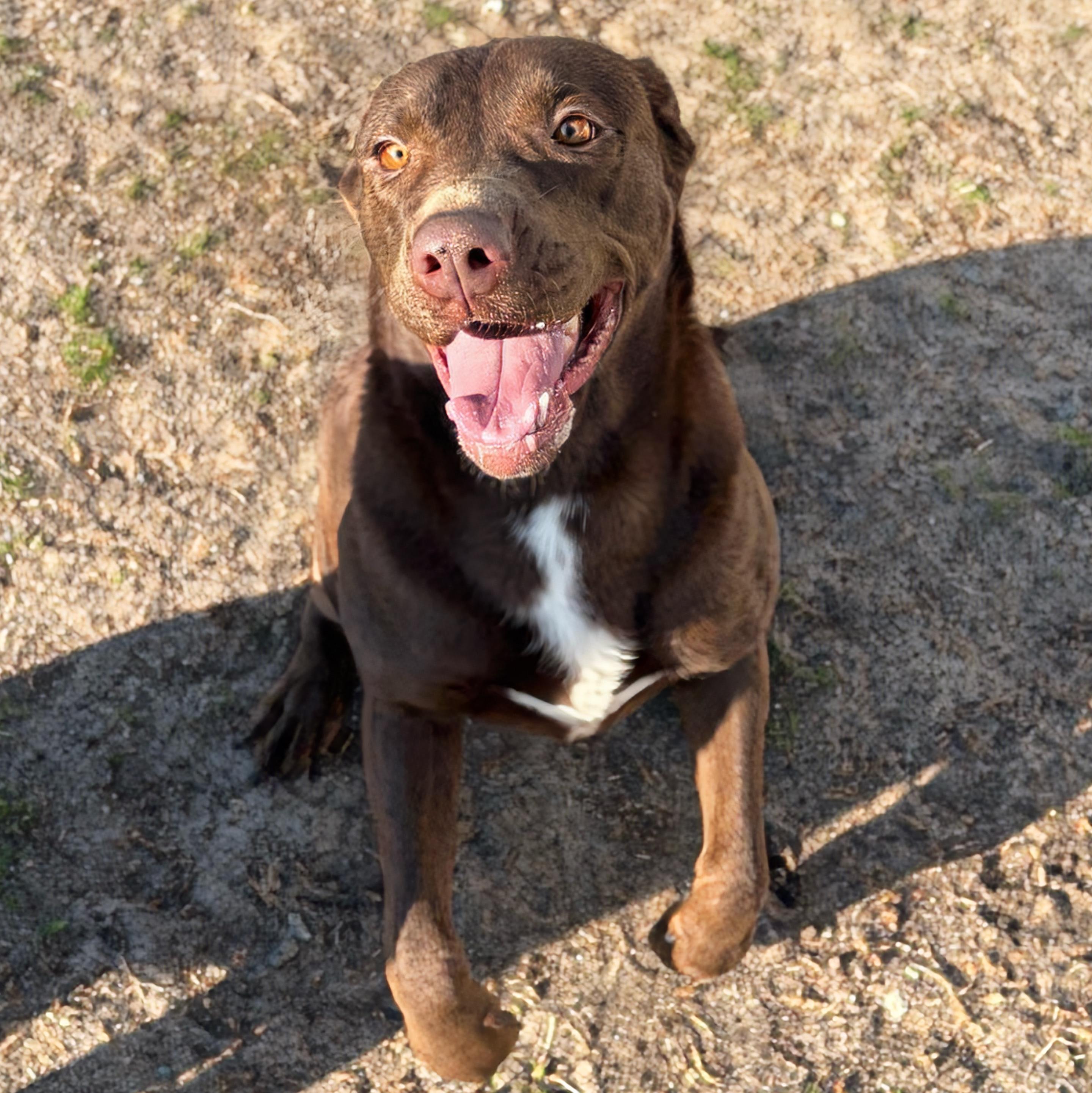 Enlarge Jasmine, an adoptable mixed breed in Valdosta, GA image 2/4