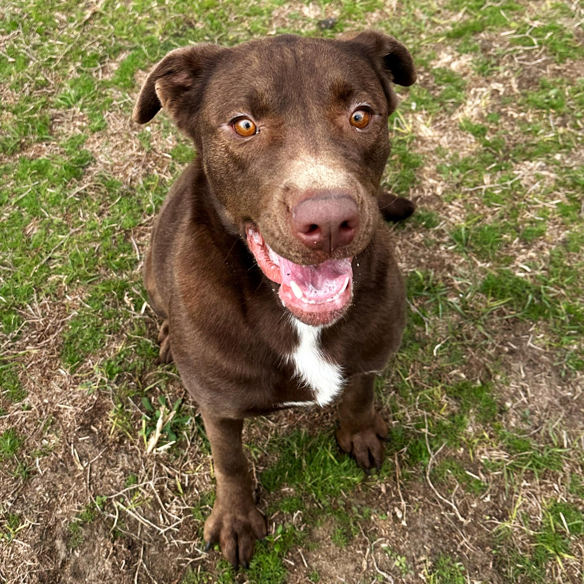 Enlarge Jasmine, an adoptable mixed breed in Valdosta, GA image 4/4