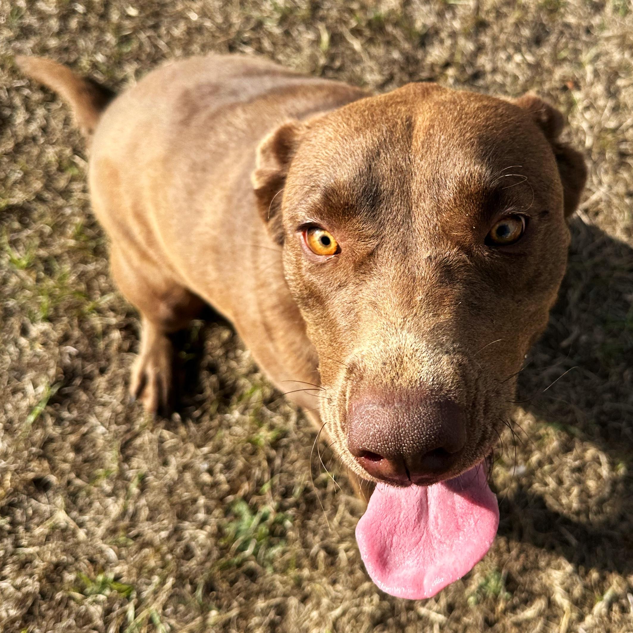 Jasmine, an adoptable mixed breed in Valdosta, GA image 2/4