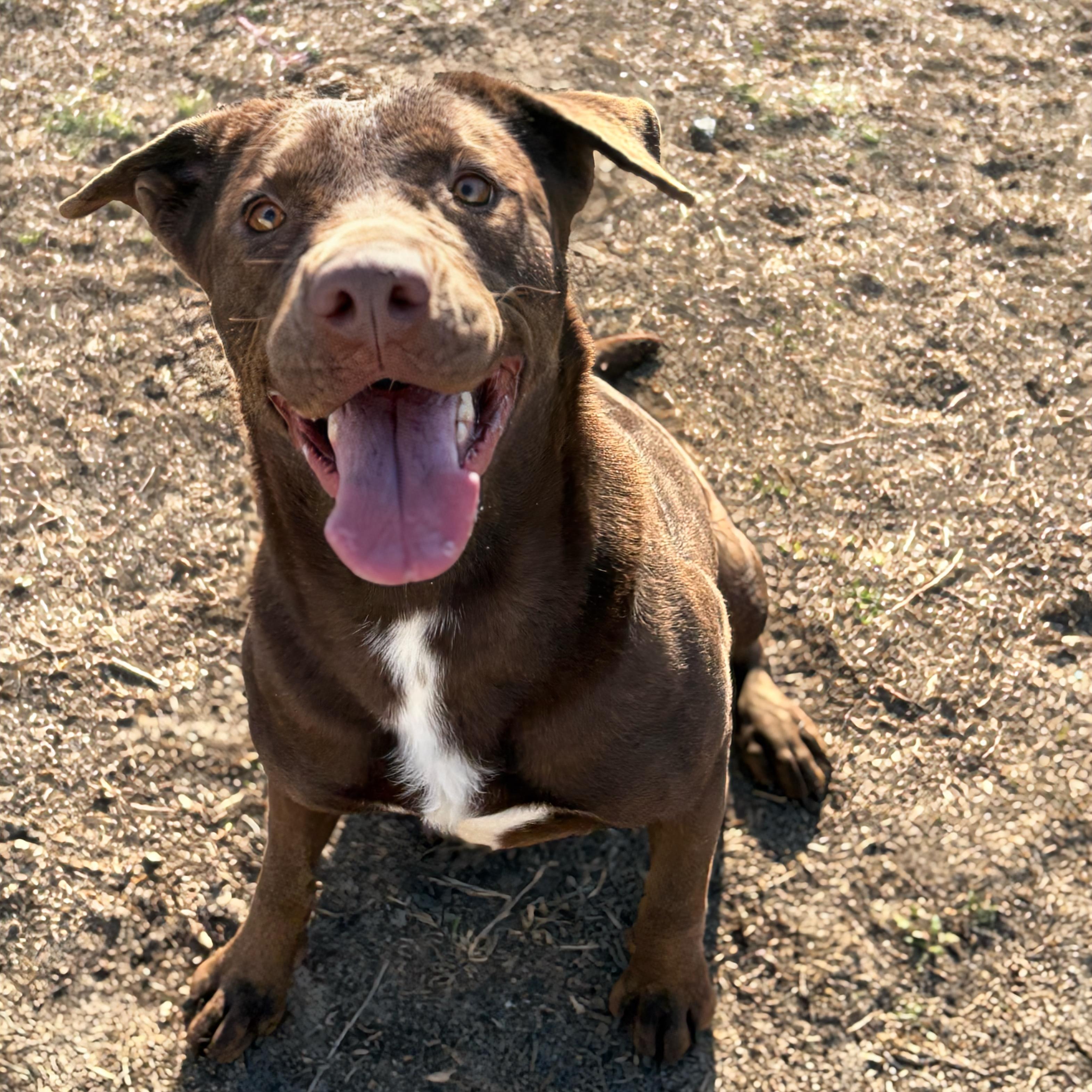 Jasmine, adoptable, Young Female Labrador Retriever.