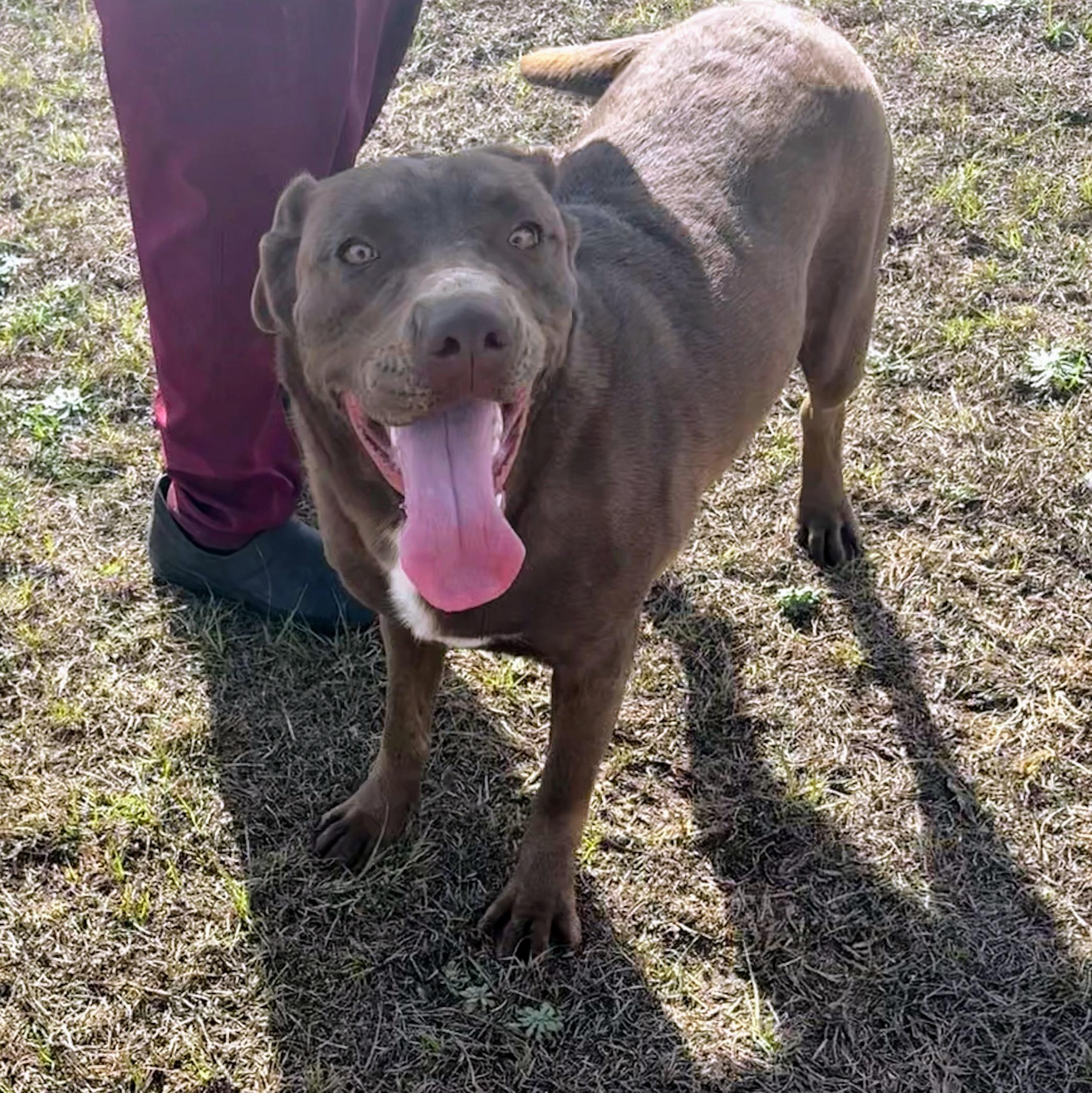 Jasmine, an adoptable mixed breed in Valdosta, GA image 3/4