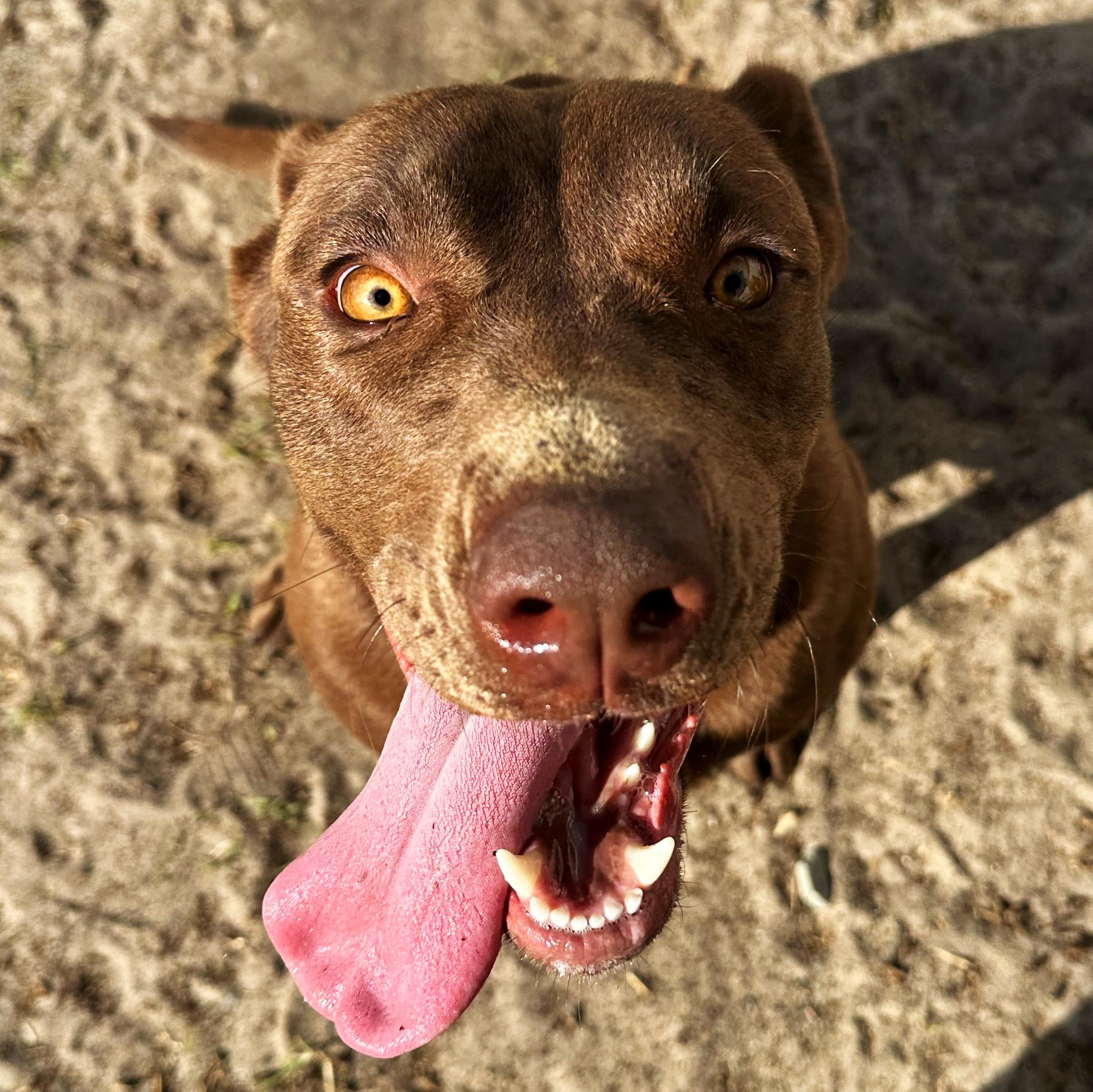 Jasmine, an adoptable mixed breed in Valdosta, GA image 4/4