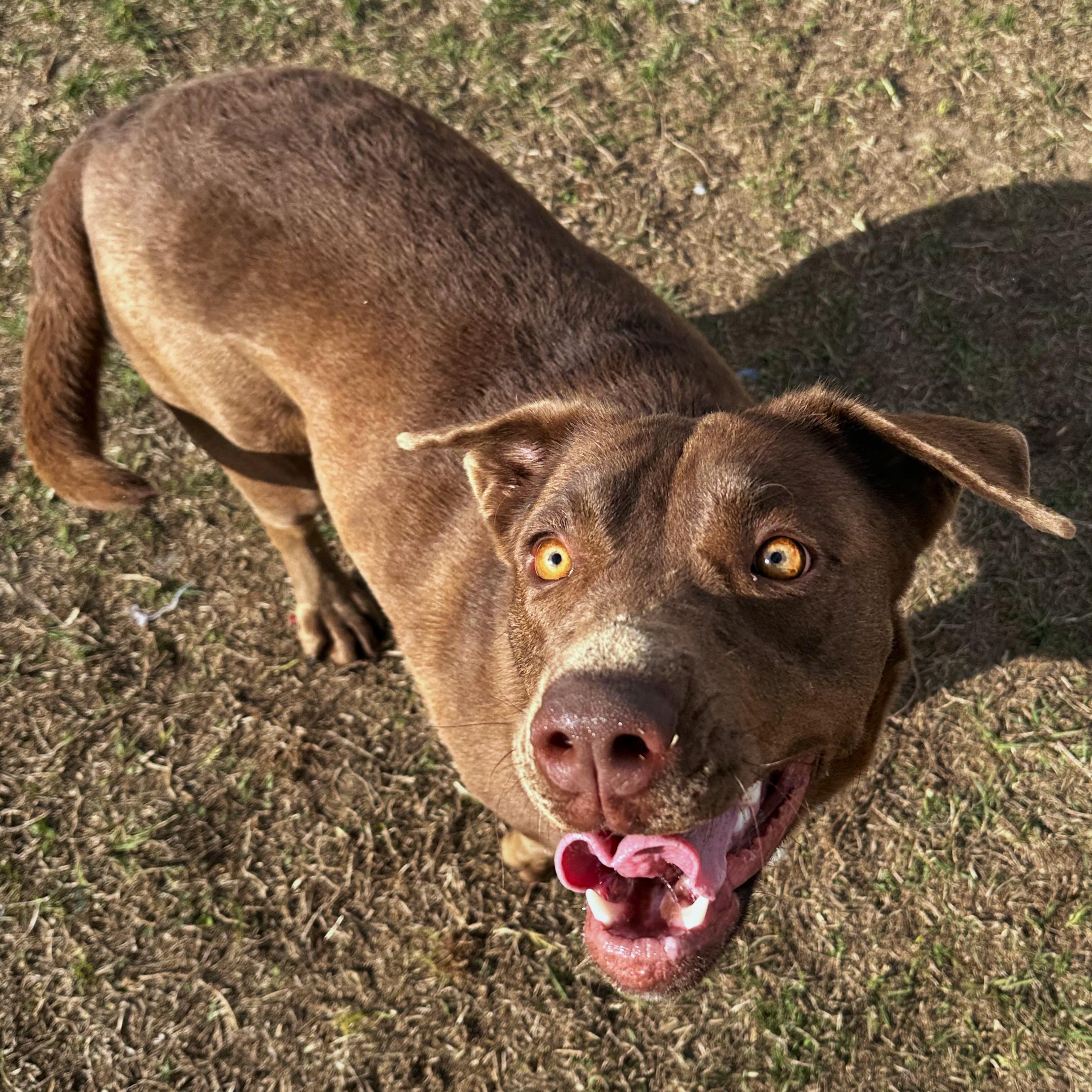 Jasmine, adoptable, Young Female Labrador Retriever.