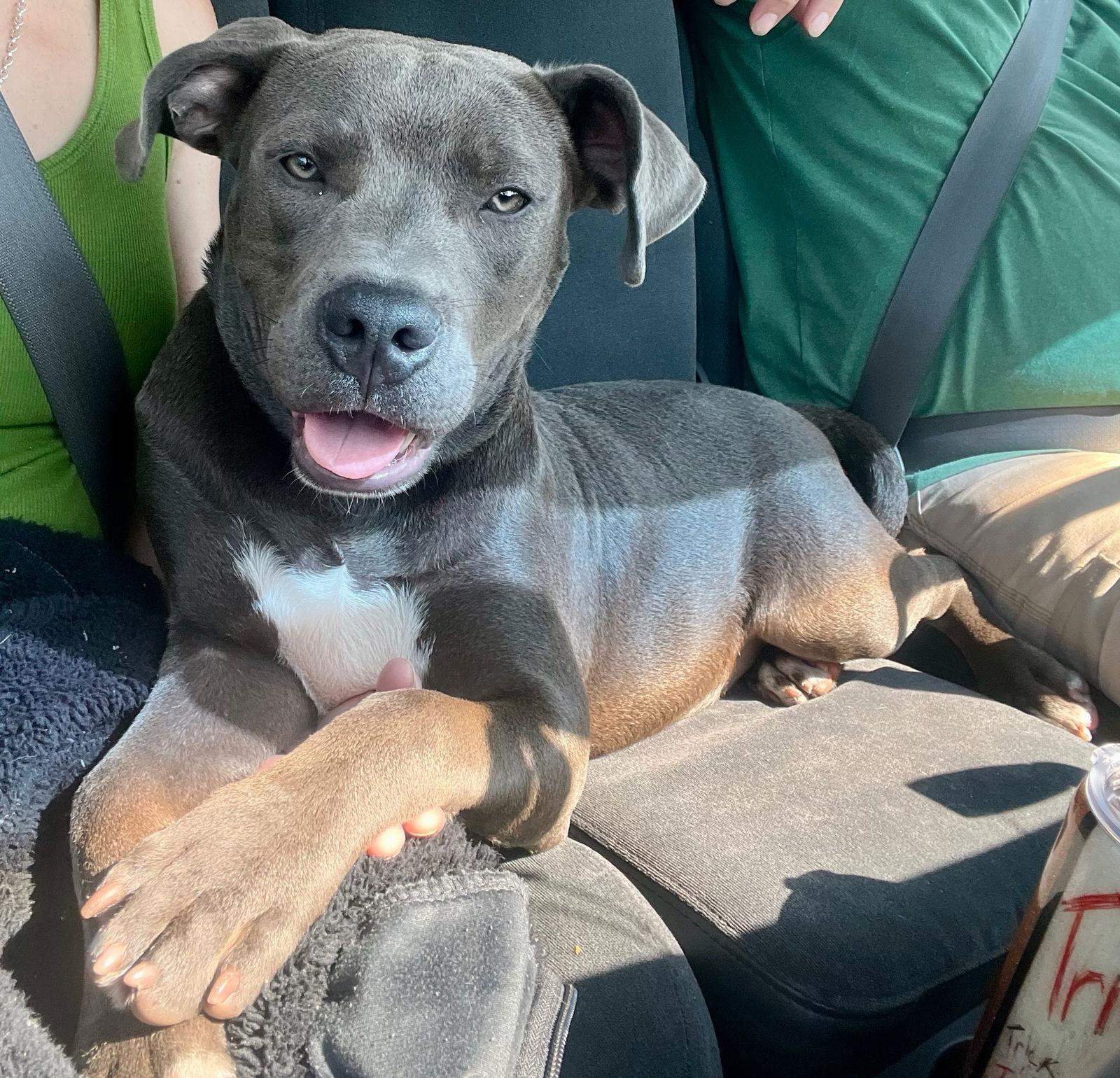 Koda, Adopted, Puppy Male Pit Bull Terrier.