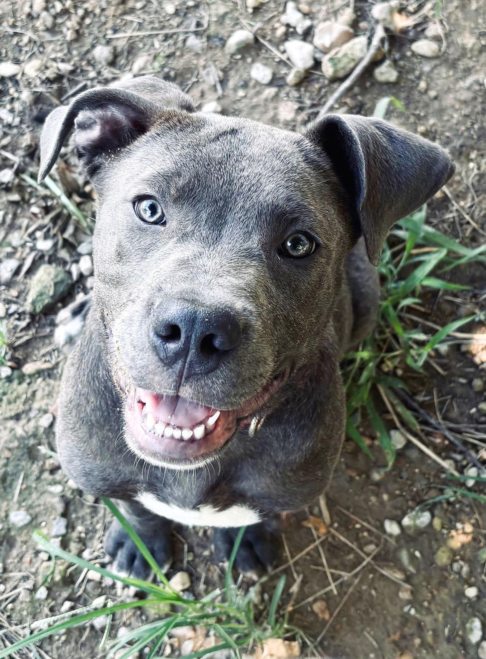 Enlarge Koda, a Adopted Pit Bull Terrier in Chester, NJ image 2/3