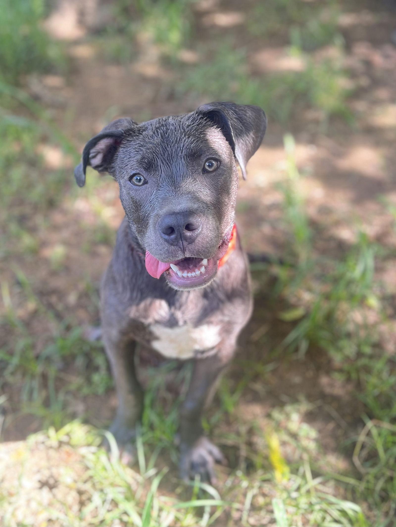 Enlarge Koda, a Adopted Pit Bull Terrier in Chester, NJ image 3/3