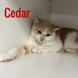 Cedar, adopted, Young Male Domestic Short Hair.