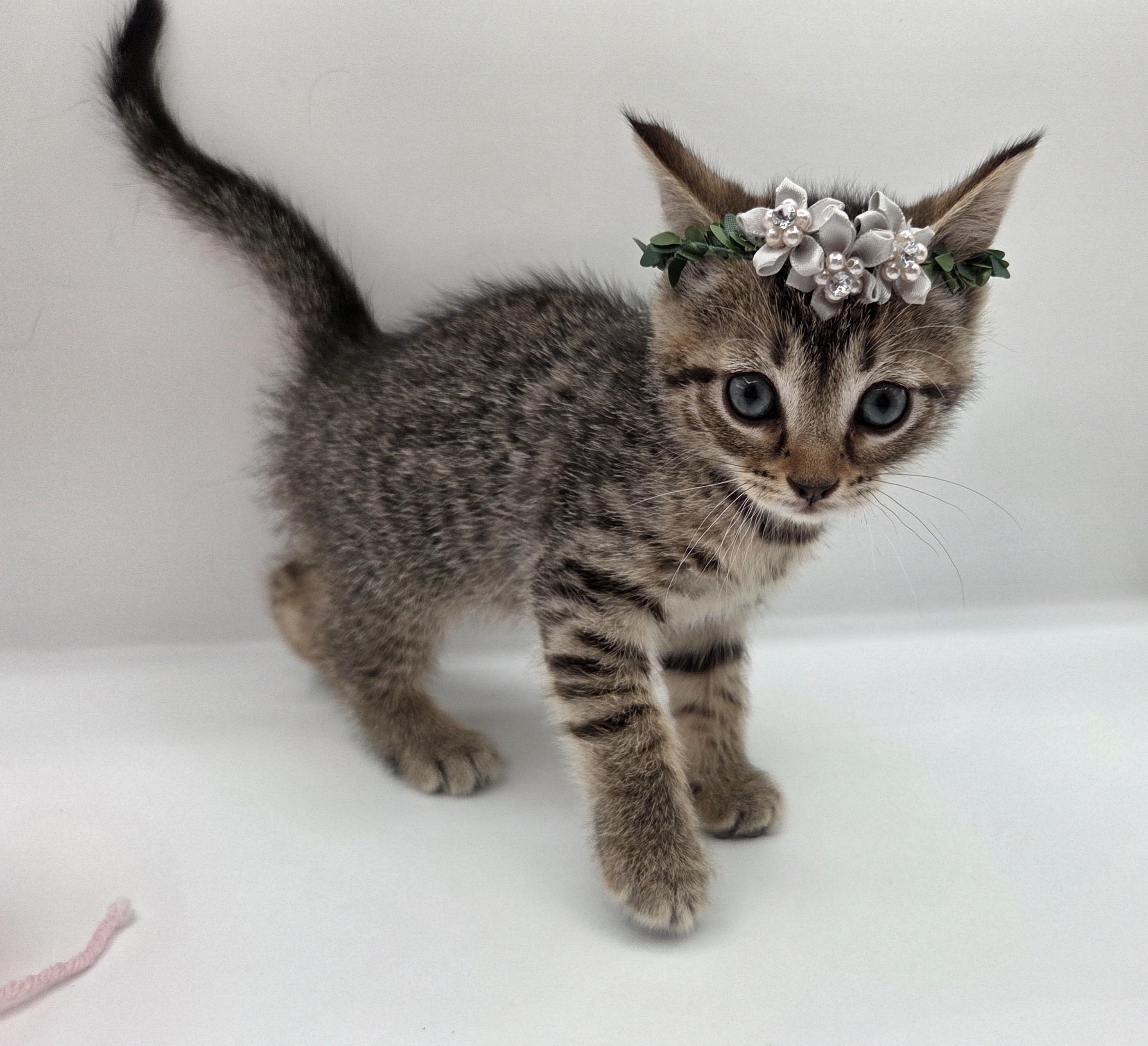 Enlarge Natasha, a Adoptable mixed breed in Mt laurel Township, NJ image 4/6