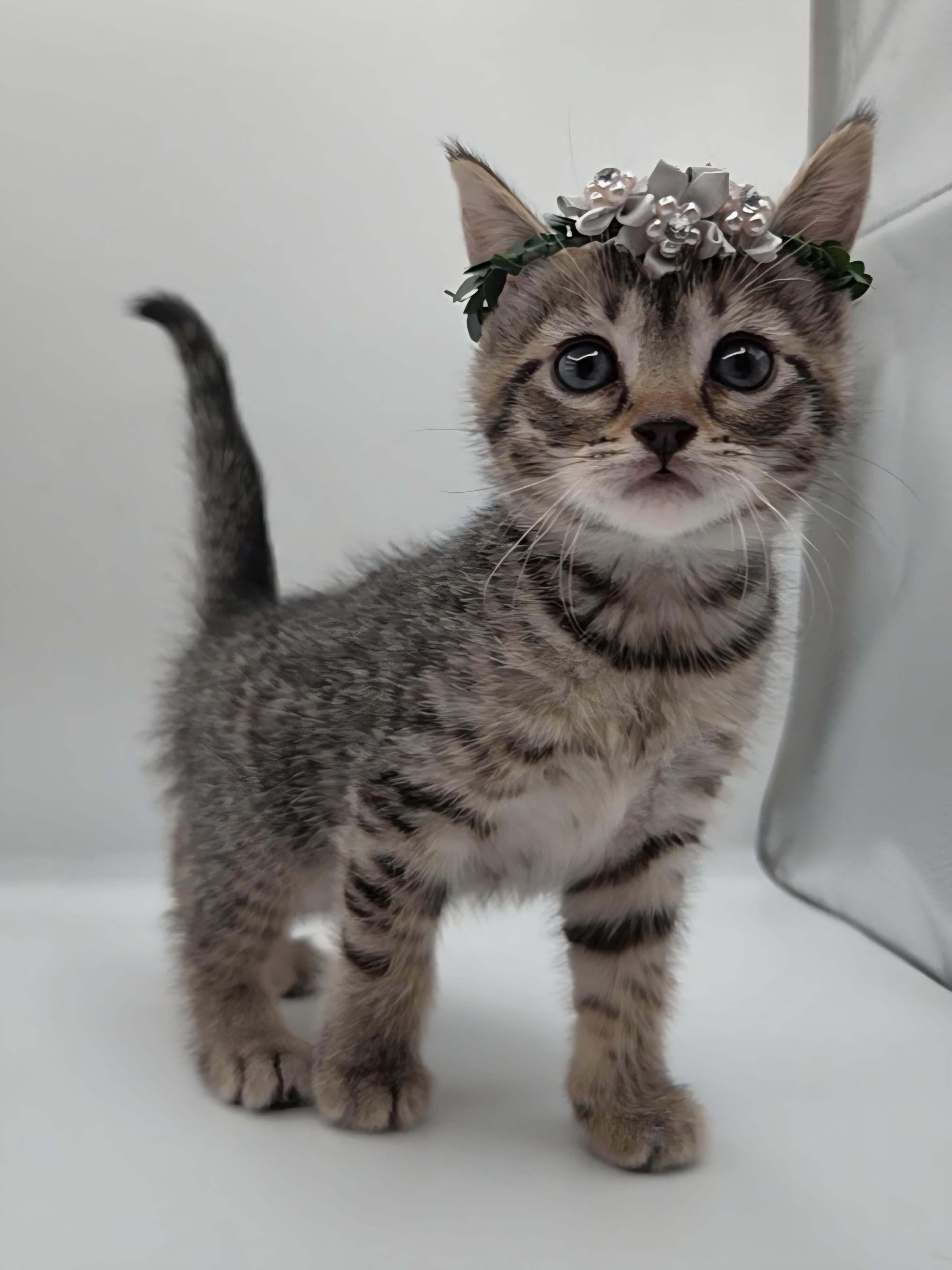 Enlarge Natasha, a Adoptable mixed breed in Mt laurel Township, NJ image 2/6
