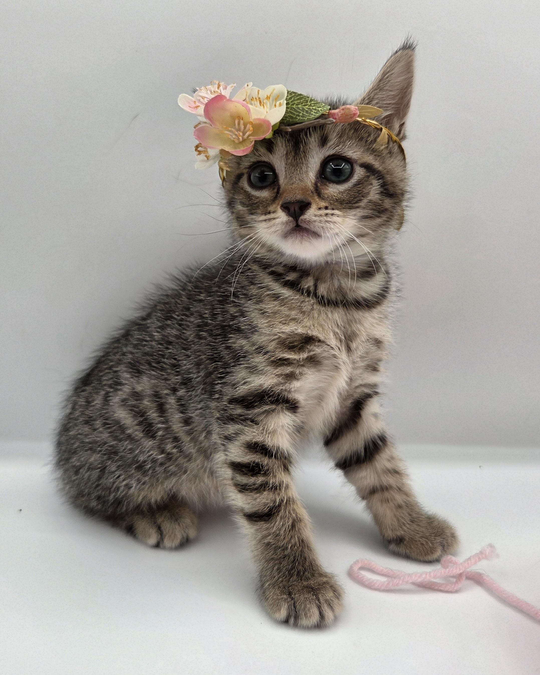 Enlarge Natasha, a Adoptable mixed breed in Mt laurel Township, NJ image 3/6