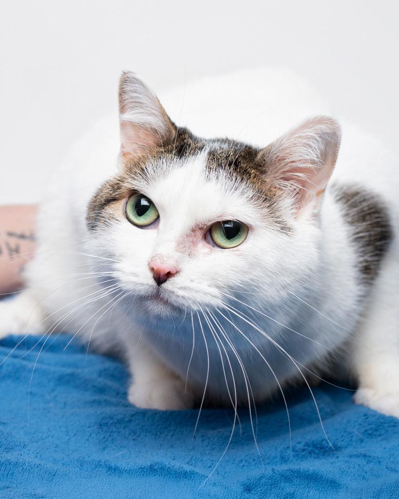 Enlarge Salt, a Adoptable mixed breed in Boone, IA image 1/2