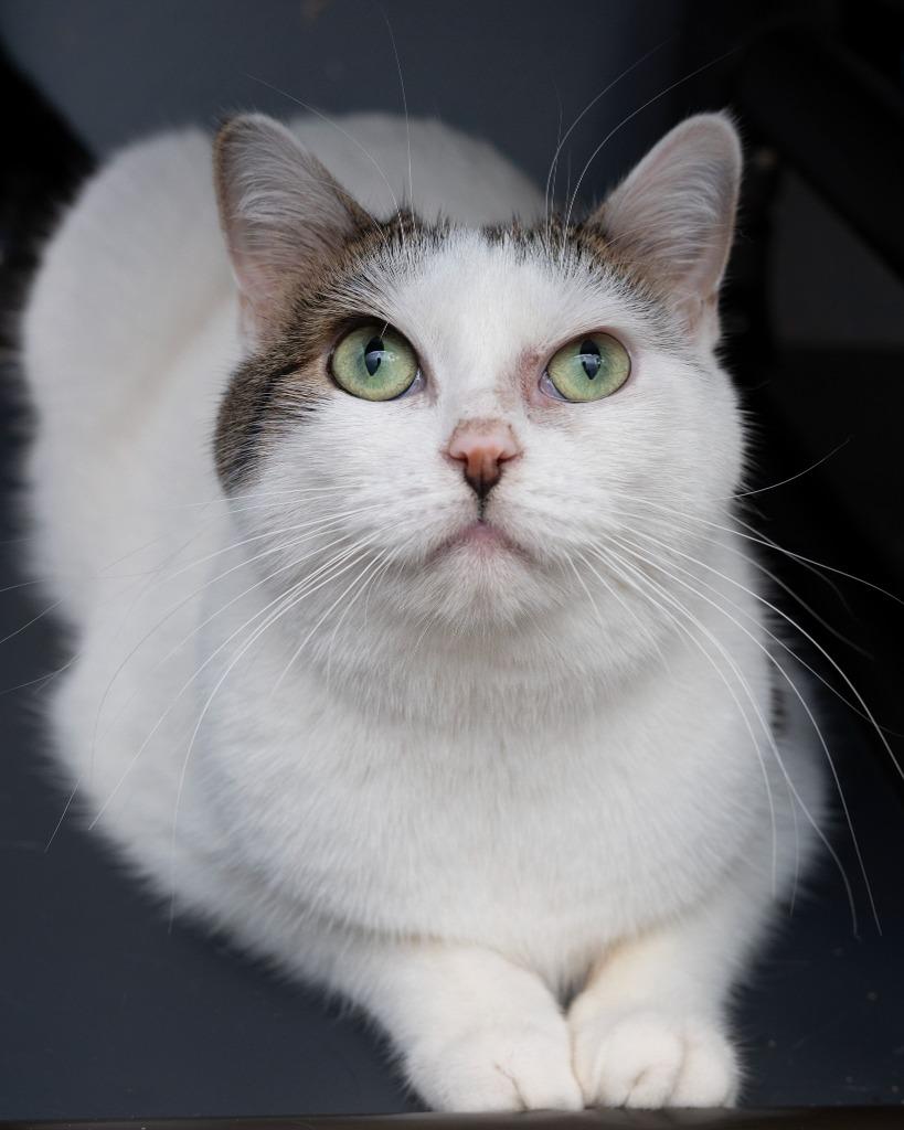 Salt, a Adoptable mixed breed in Boone, IA image 2/2