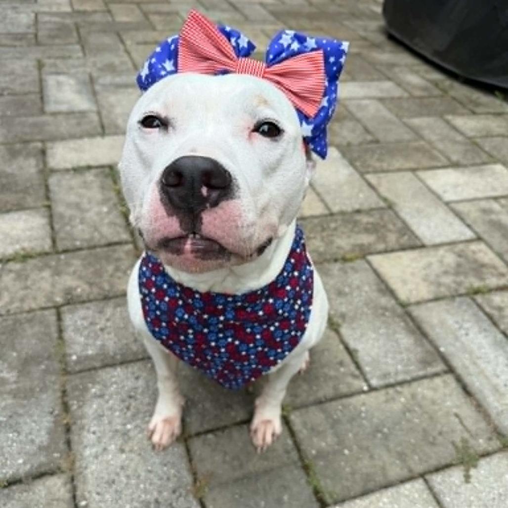 Lizzy, Adoptable, Adult Female Terrier & Mixed Breed.