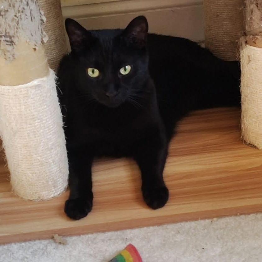 Enlarge Lucky, a Adoptable Domestic Short Hair in Magnolia, DE image 1/4