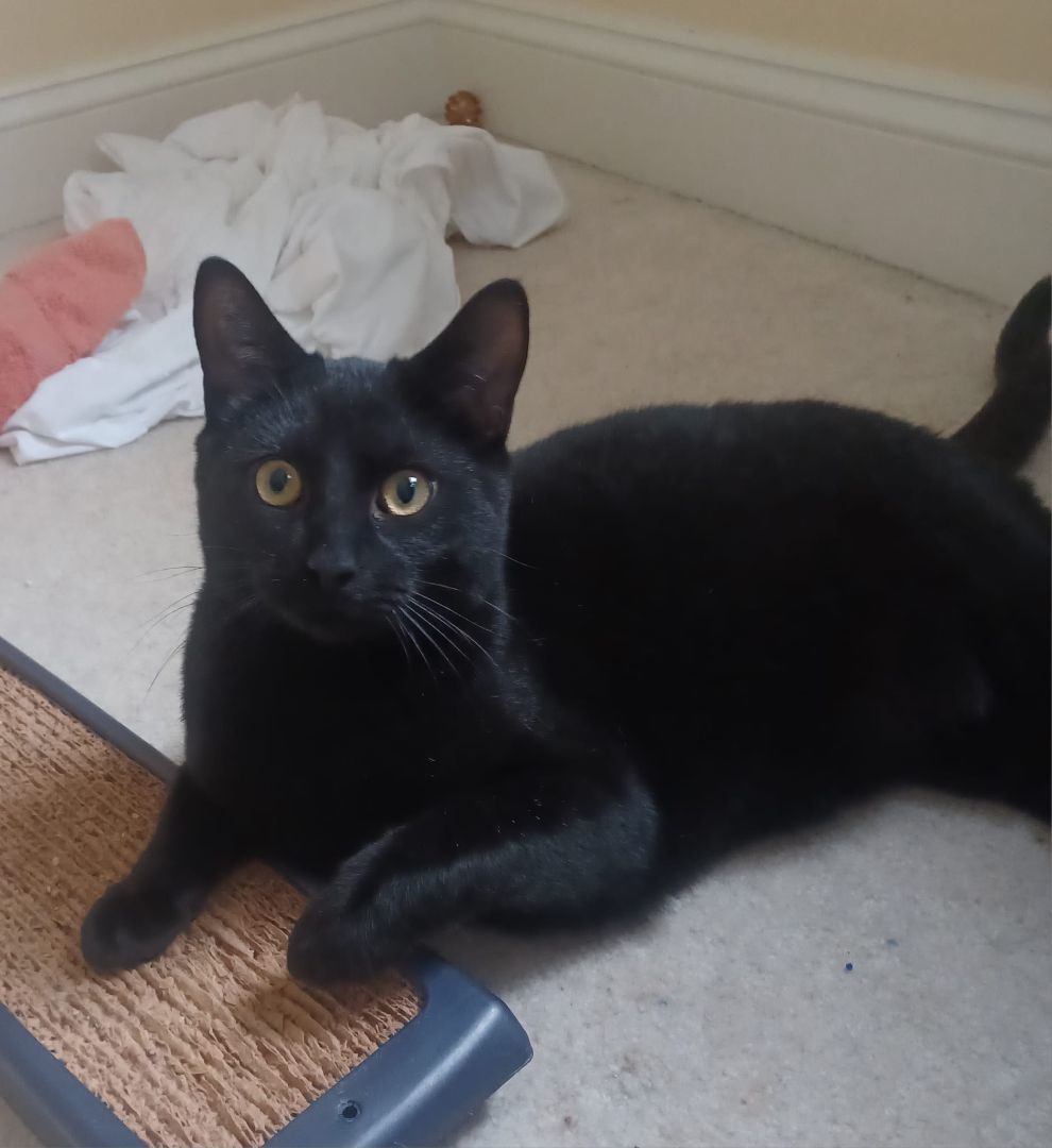 Enlarge Lucky, a Adoptable Domestic Short Hair in Magnolia, DE image 2/4