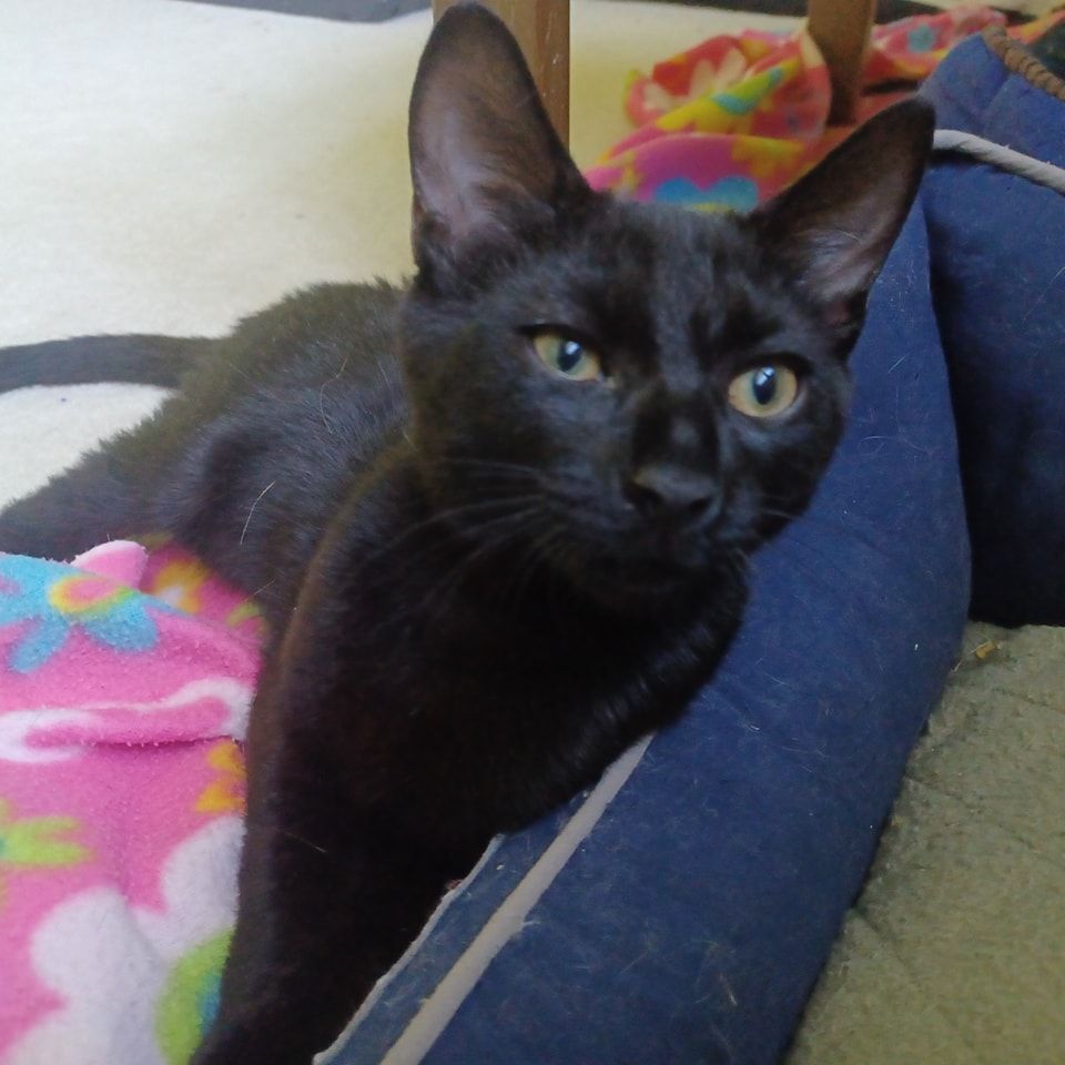 Enlarge Lucky, a Adoptable Domestic Short Hair in Magnolia, DE image 3/4