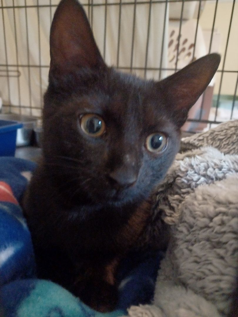 Enlarge Lucky, a Adoptable Domestic Short Hair in Magnolia, DE image 4/4