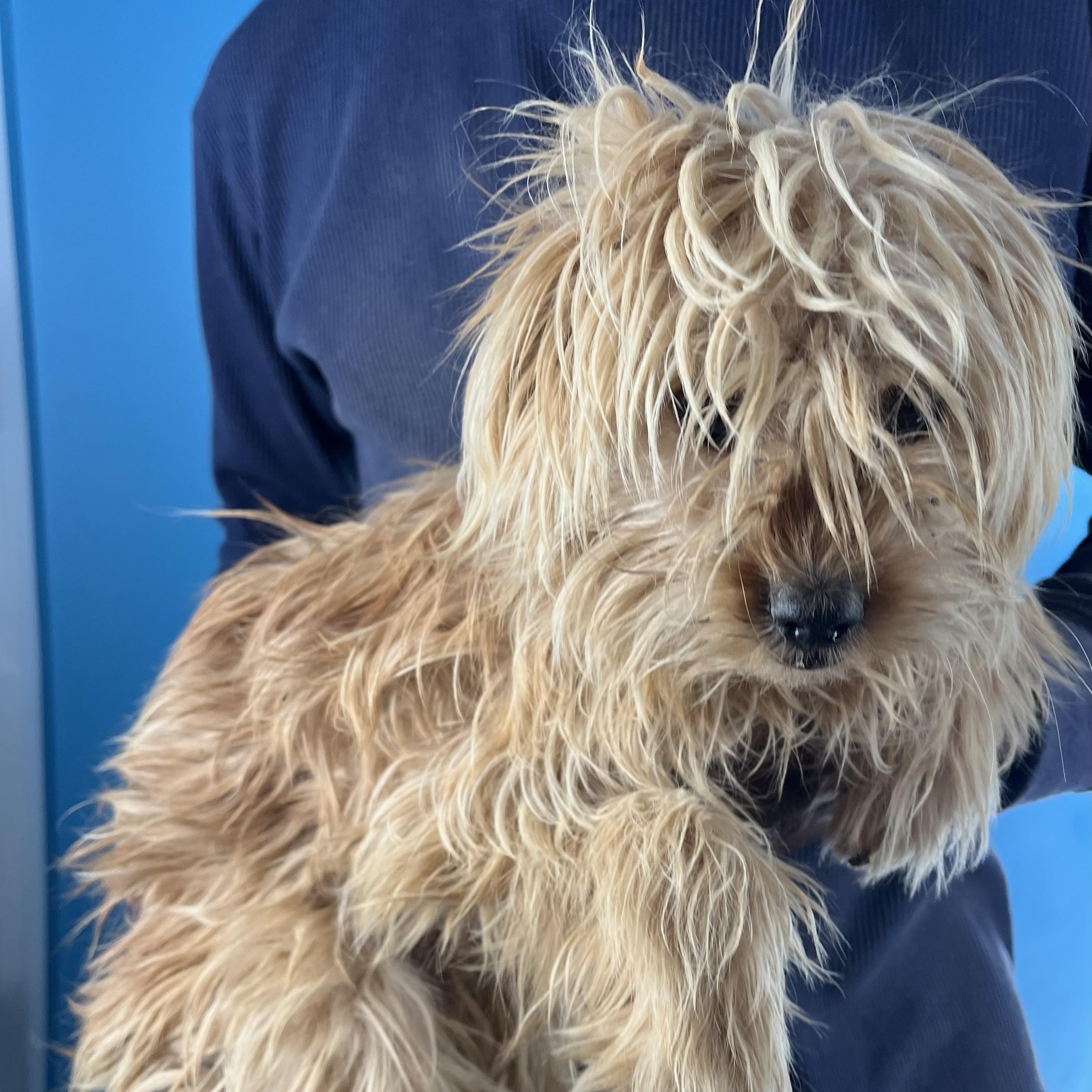 Enlarge Darcy - Local March 13-15, an adopted mixed breed in Beaverton , OR image 3/6