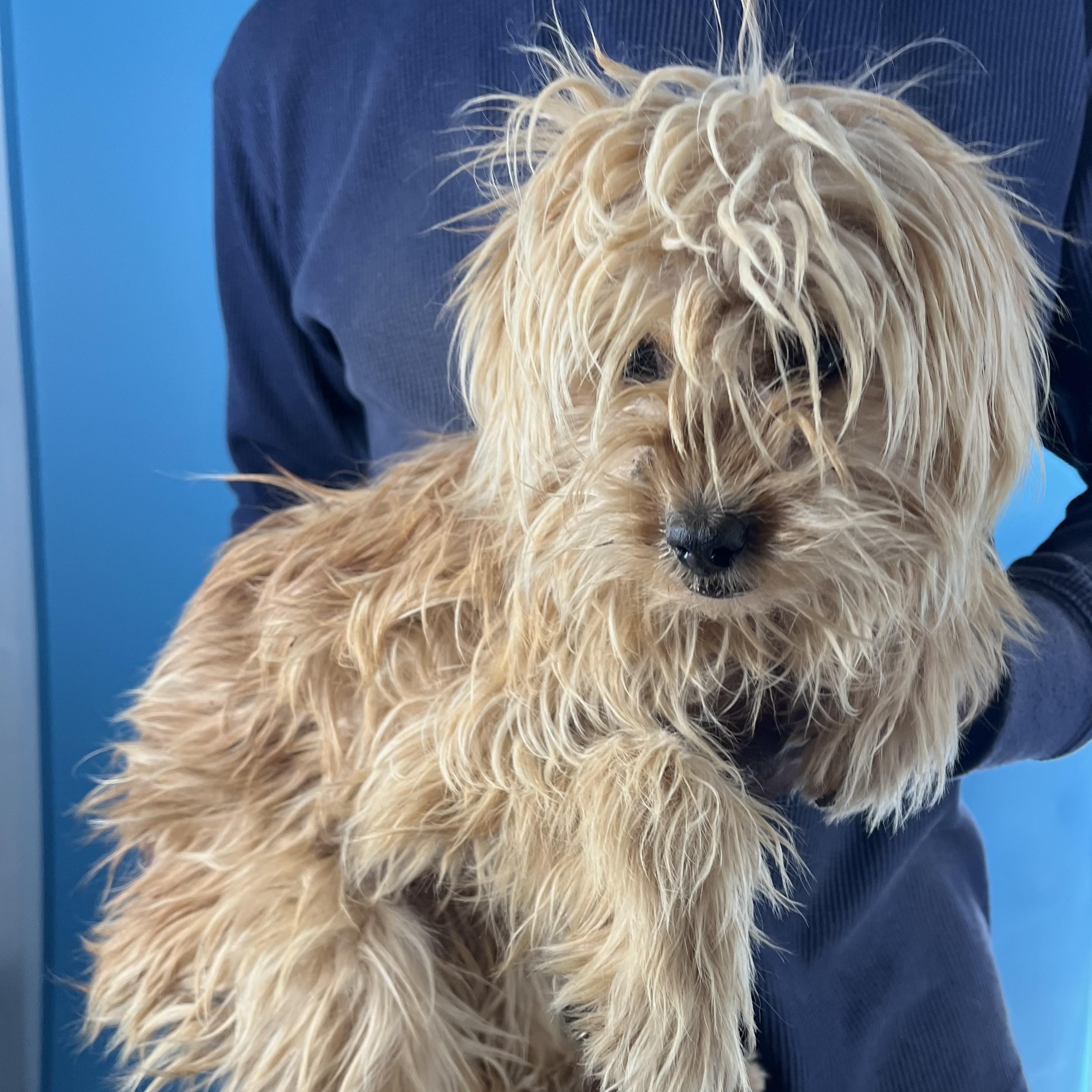 Enlarge Darcy - Local March 13-15, an adopted mixed breed in Beaverton , OR image 1/6