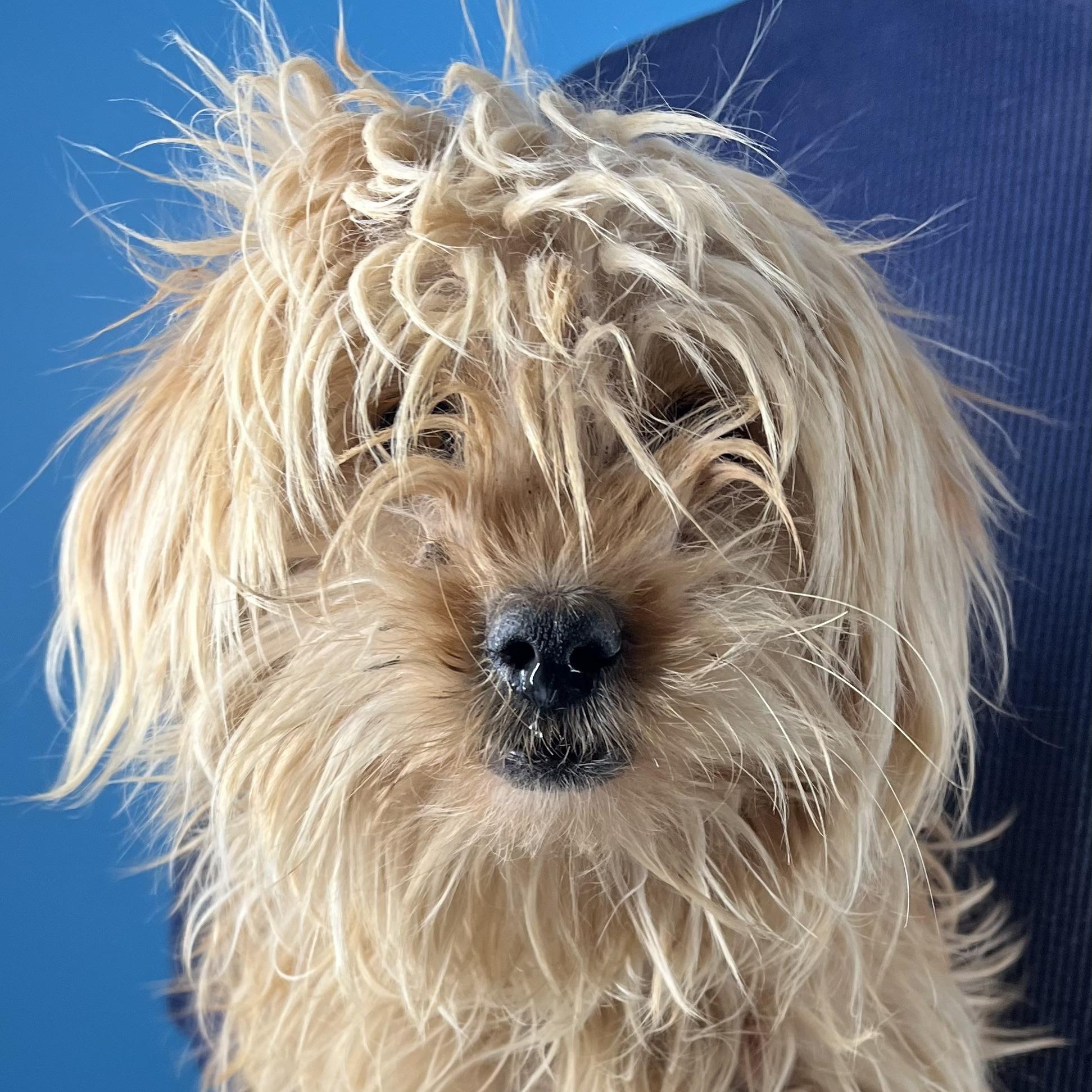 Enlarge Darcy - Local March 13-15, an adopted mixed breed in Beaverton , OR image 4/6