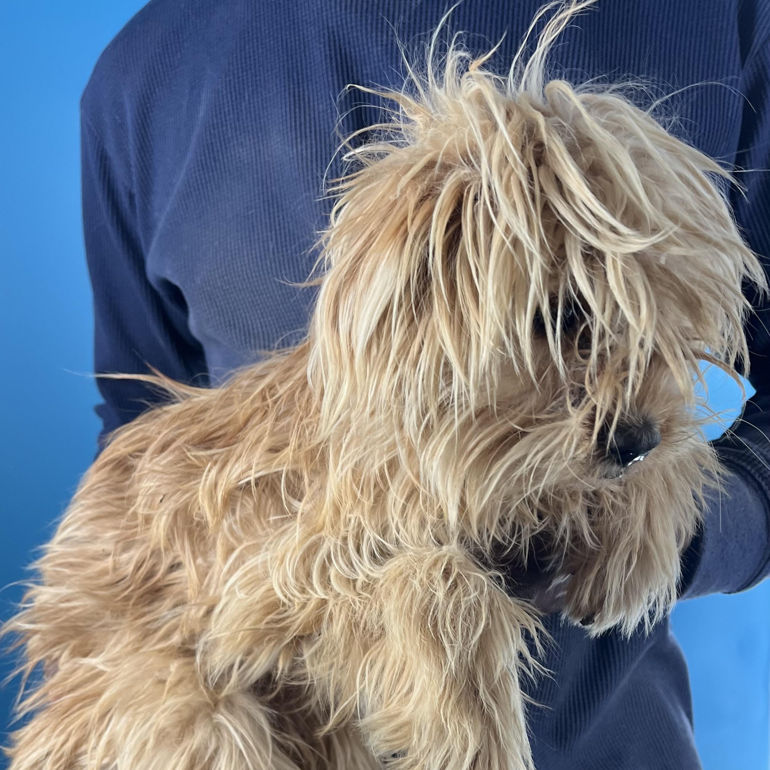 Enlarge Darcy - Local March 13-15, an adopted mixed breed in Beaverton , OR image 2/6