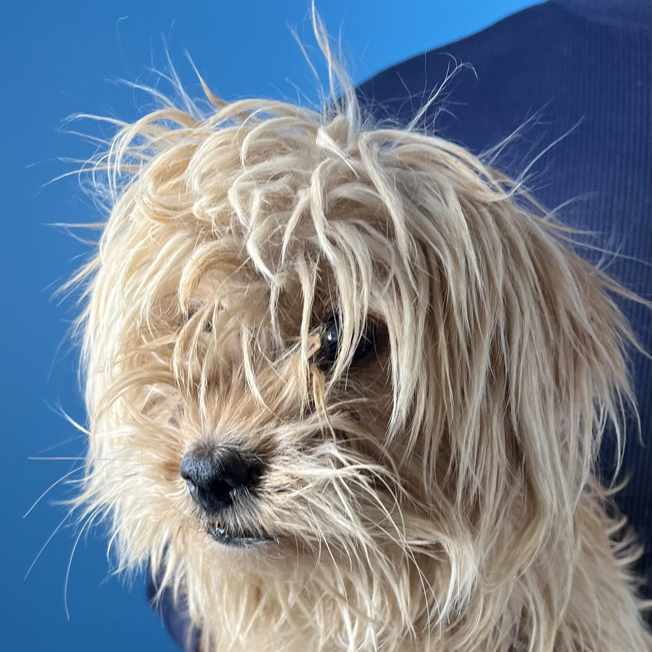 Enlarge Darcy - Local March 13-15, an adopted mixed breed in Beaverton , OR image 6/6