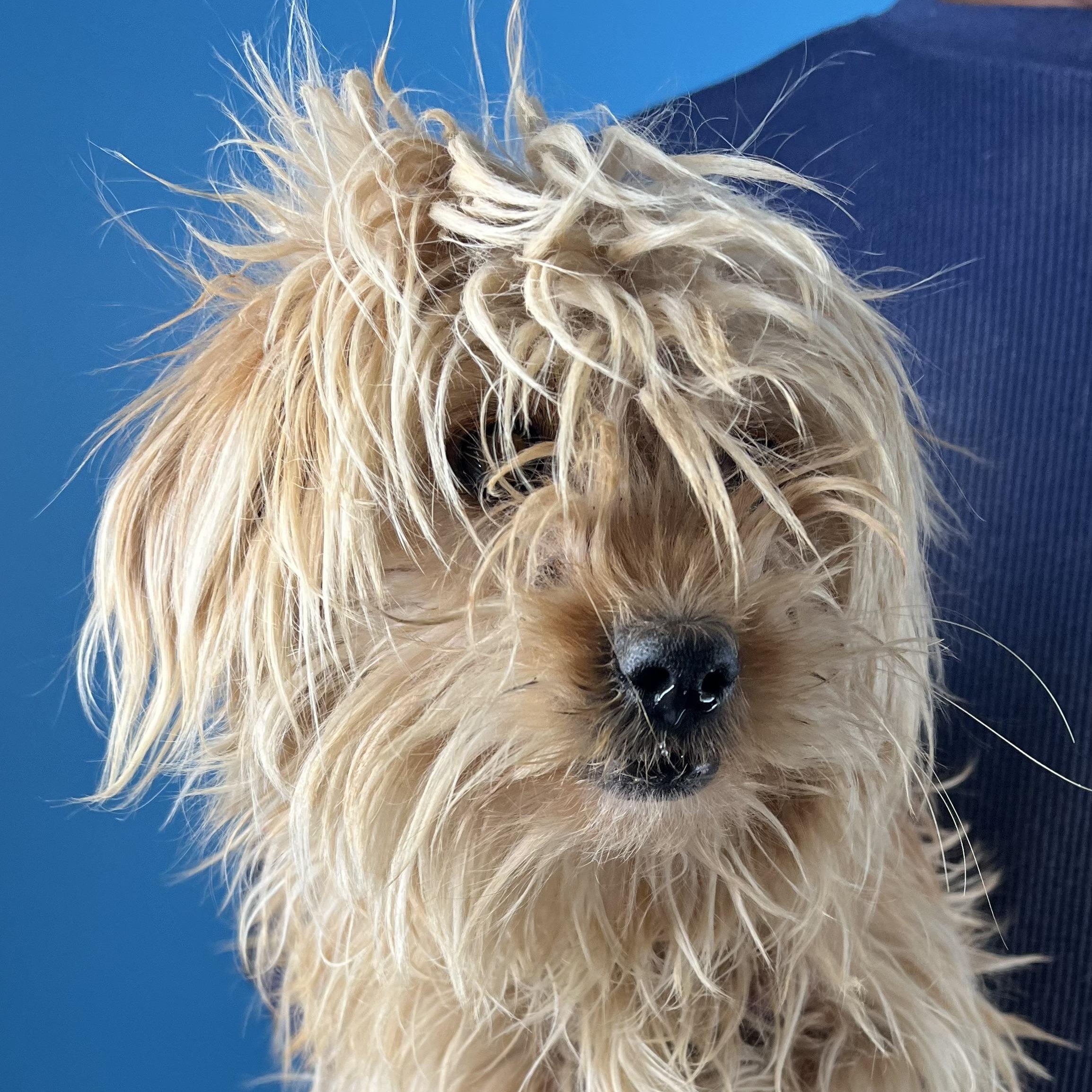 Enlarge Darcy - Local March 13-15, an adopted mixed breed in Beaverton , OR image 5/6