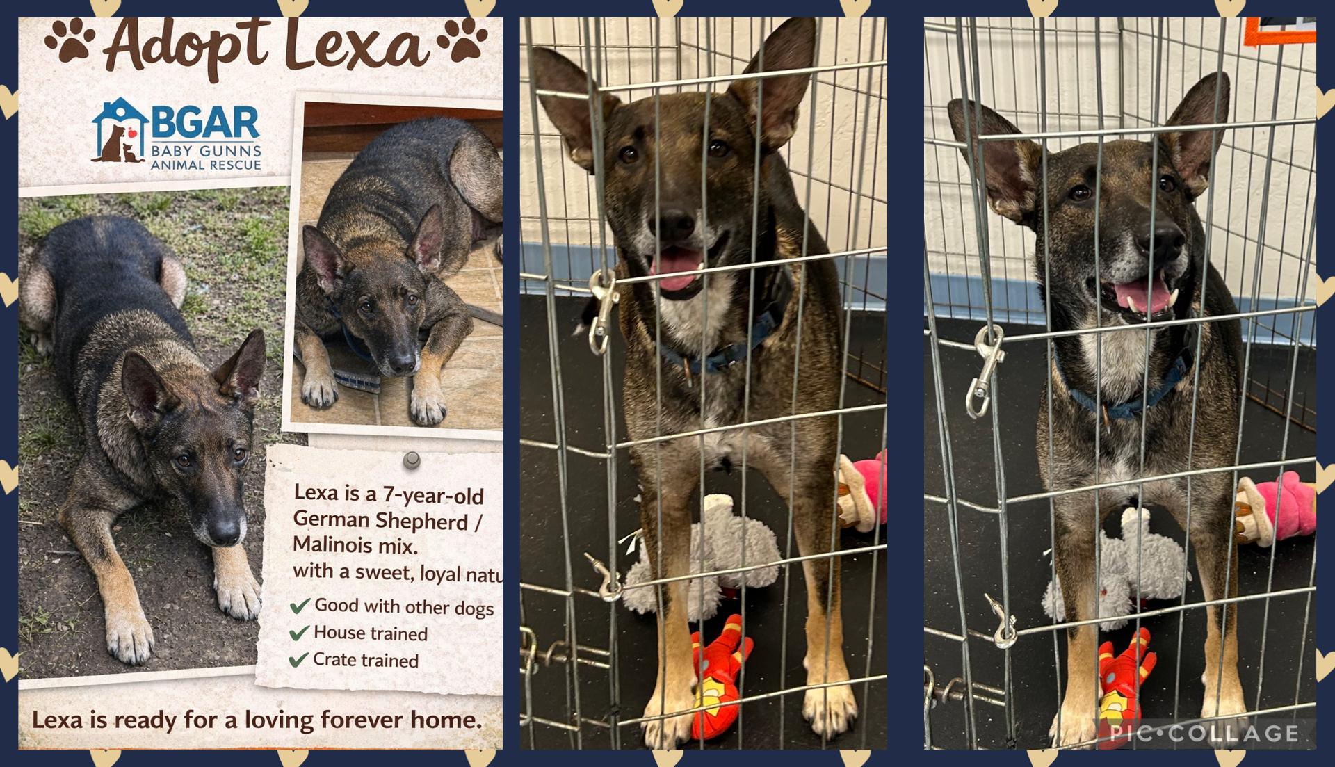 Lexa, ADOPTABLE, Adult Female Belgian Shepherd / Malinois & German Shepherd Dog.