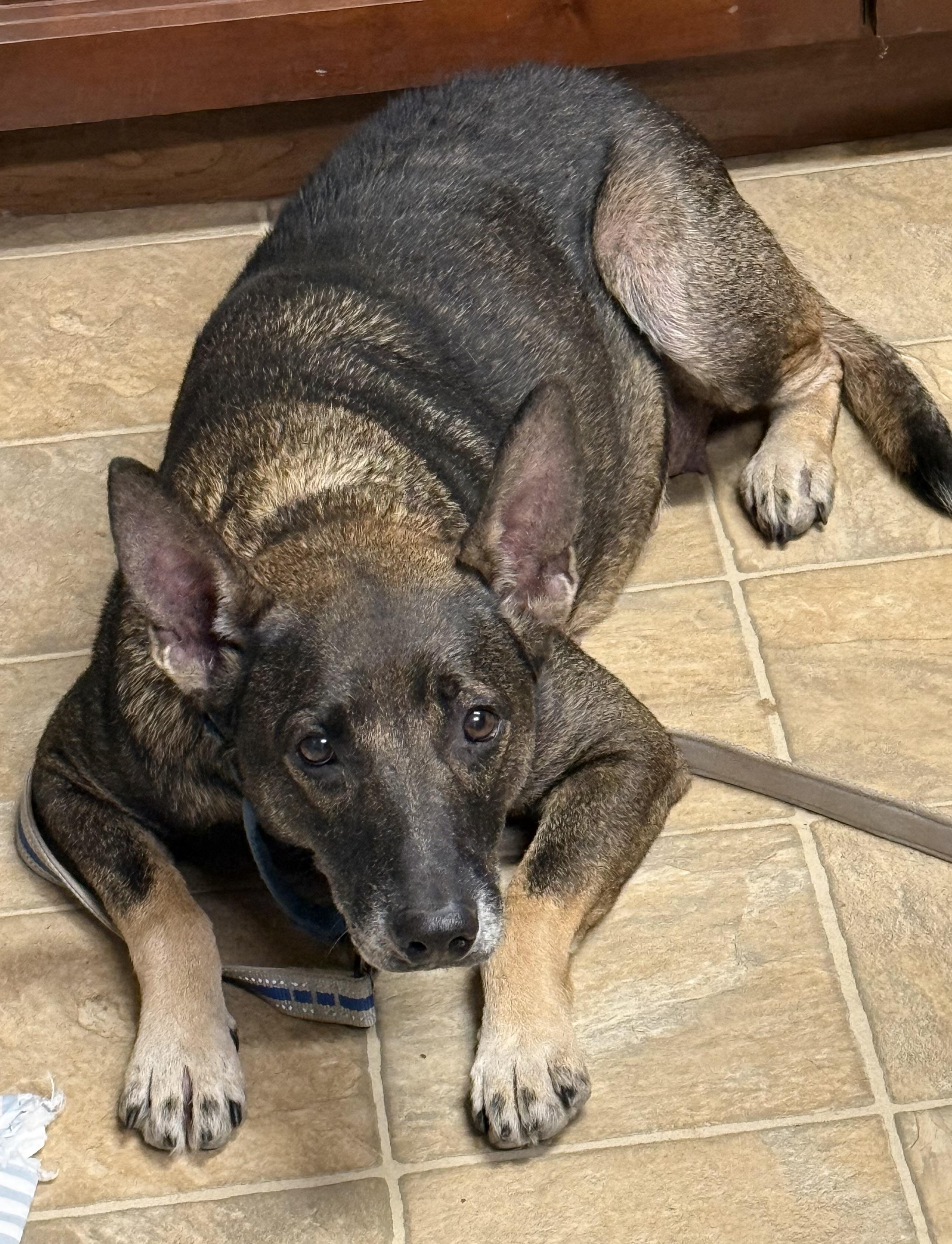 Lexa, a ADOPTABLE mixed breed in Paris, TX image 3/3