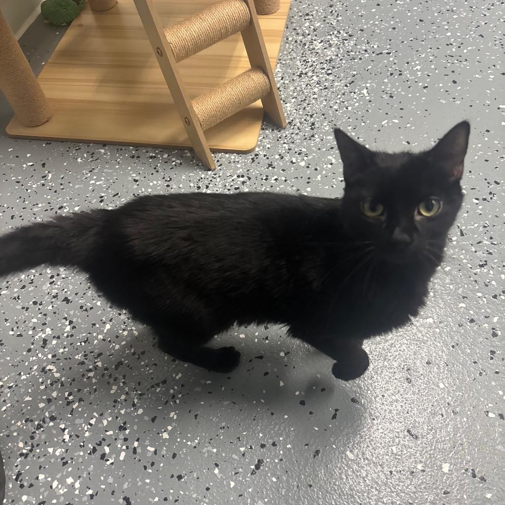 Alakazam, Adoptable, Adult Male Domestic Short Hair.