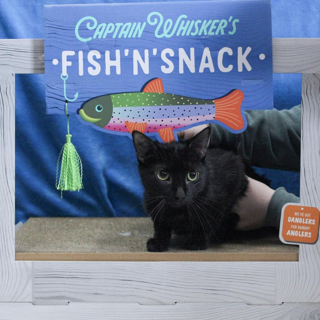 Enlarge Alakazam, a Adoptable Domestic Short Hair in Canastota, NY image 2/4