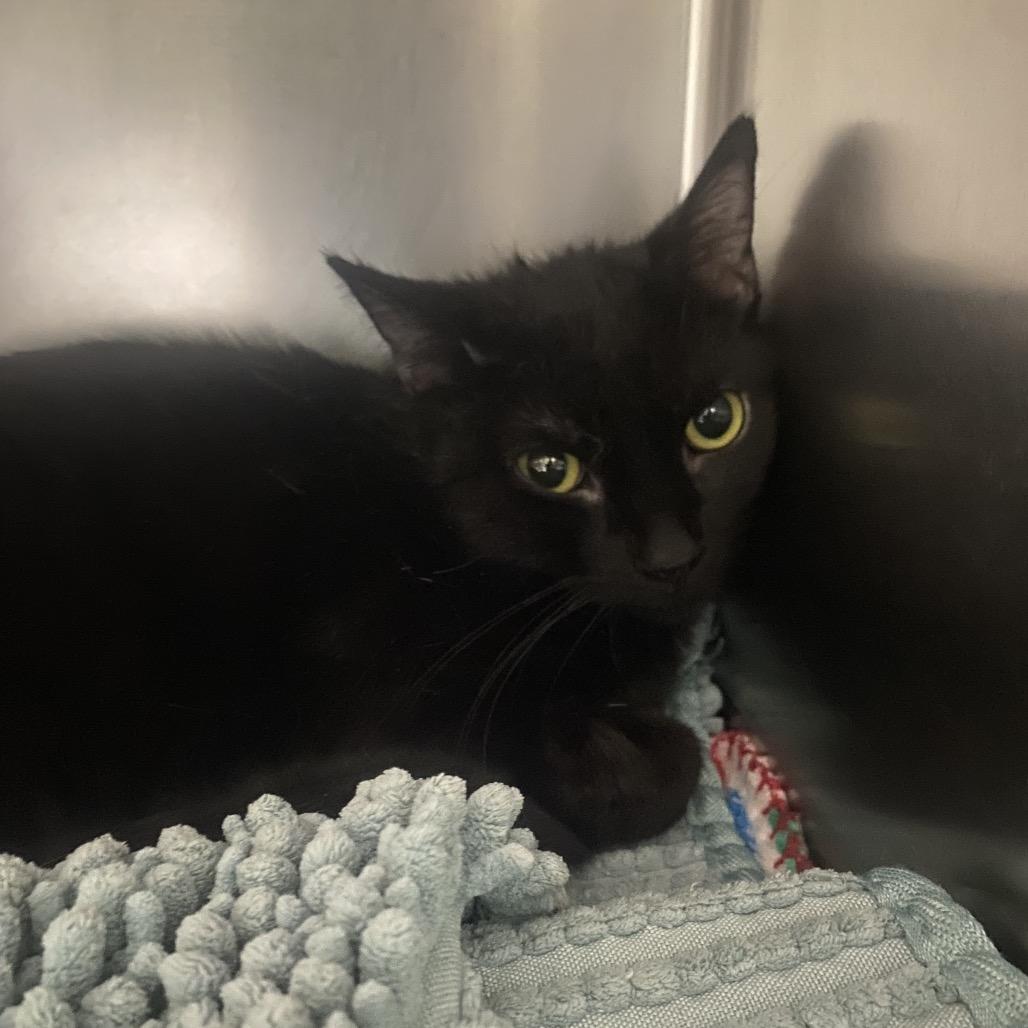 Enlarge Alakazam, a Adoptable Domestic Short Hair in Canastota, NY image 1/1