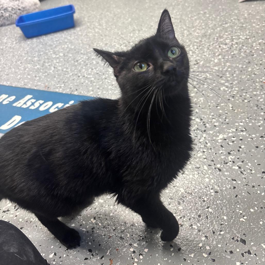 Enlarge Alakazam, a Adoptable Domestic Short Hair in Canastota, NY image 4/4