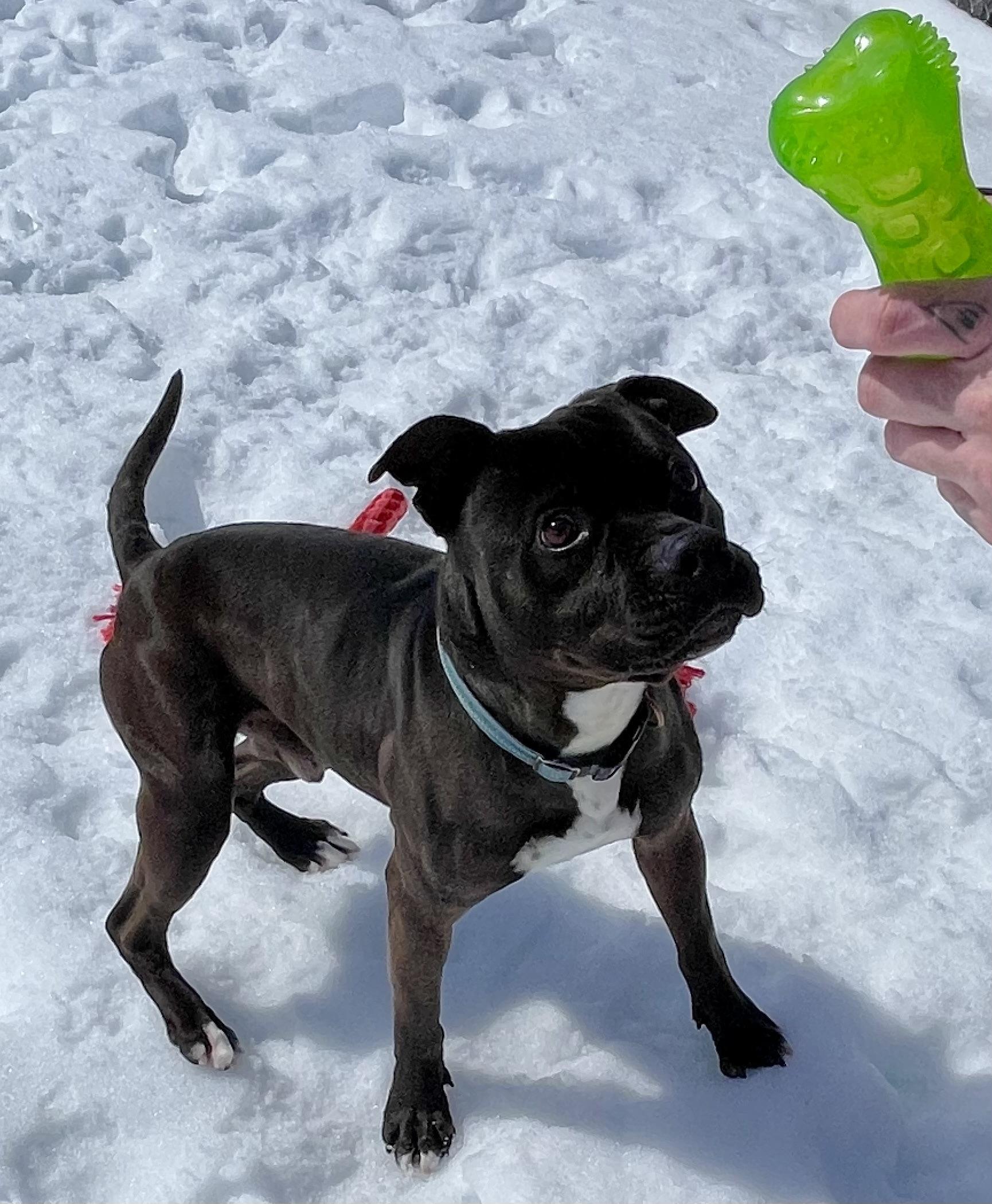 Blade, Adoptable, Adult Male Pit Bull Terrier.