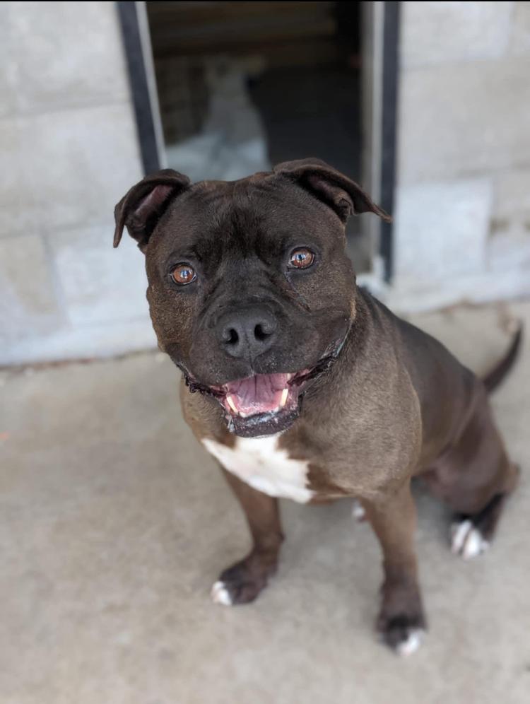 Blade, Adoptable, Adult Male Pit Bull Terrier.