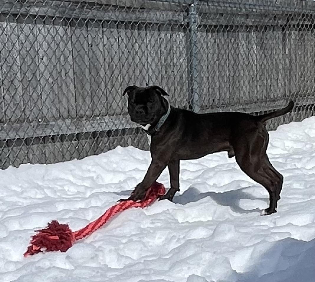 Enlarge Blade, a Adoptable mixed breed in St. Ignace, MI image 2/6