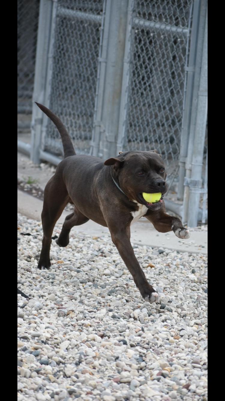 Enlarge Blade, a Adoptable mixed breed in St. Ignace, MI image 5/6