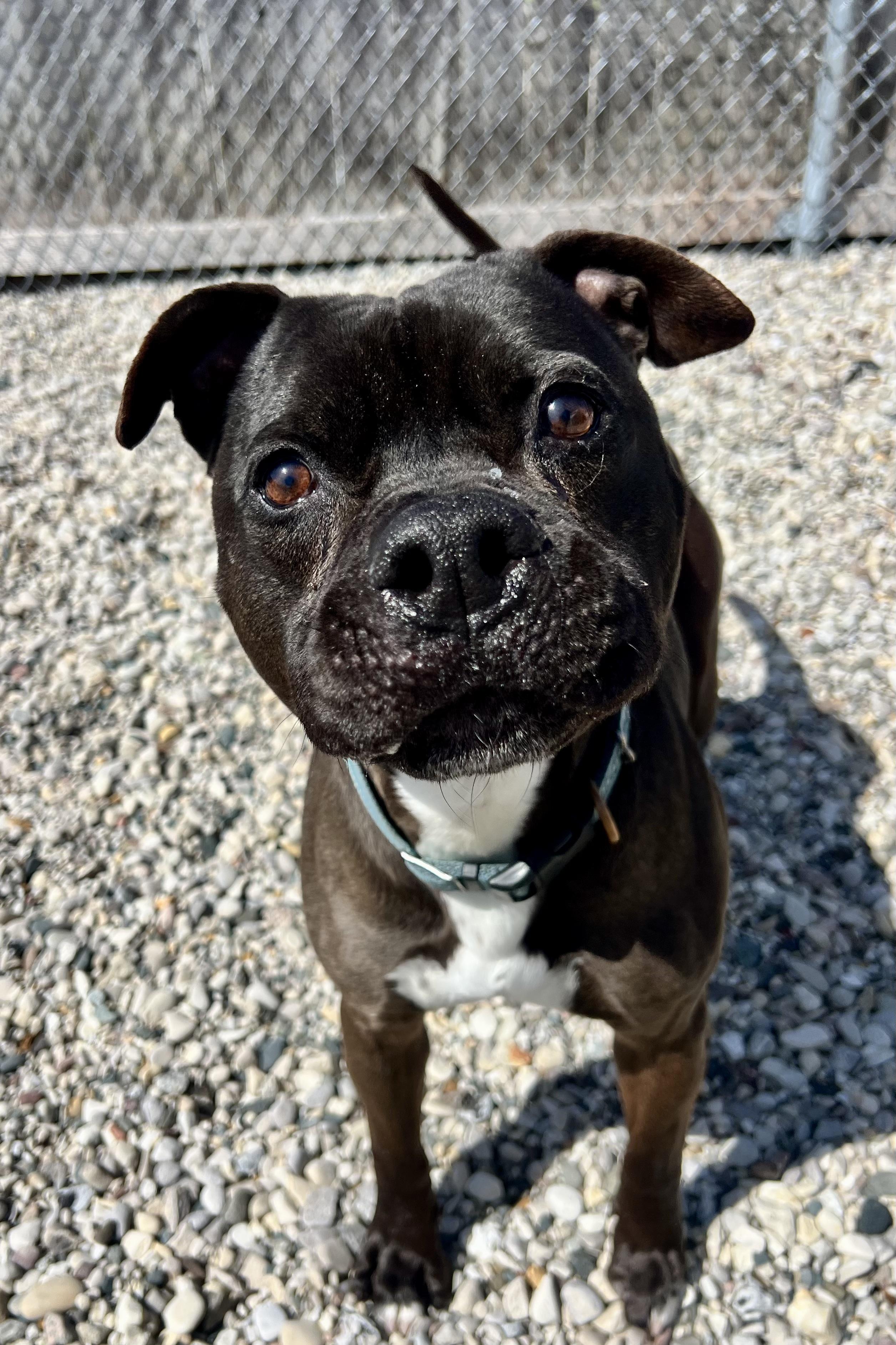Enlarge Blade, a Adoptable mixed breed in St. Ignace, MI image 2/6
