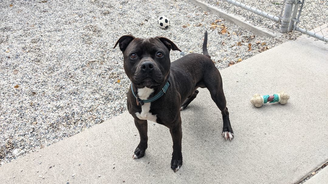 Enlarge Blade, a Adoptable mixed breed in St. Ignace, MI image 1/3