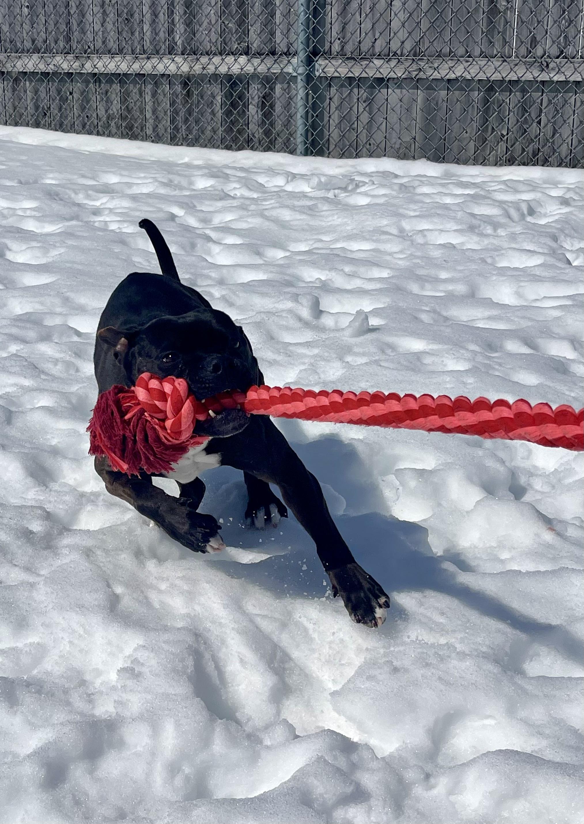 Enlarge Blade, a Adoptable mixed breed in St. Ignace, MI image 3/6