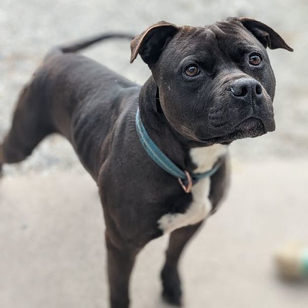 Enlarge Blade, a Adoptable mixed breed in St. Ignace, MI image 2/3