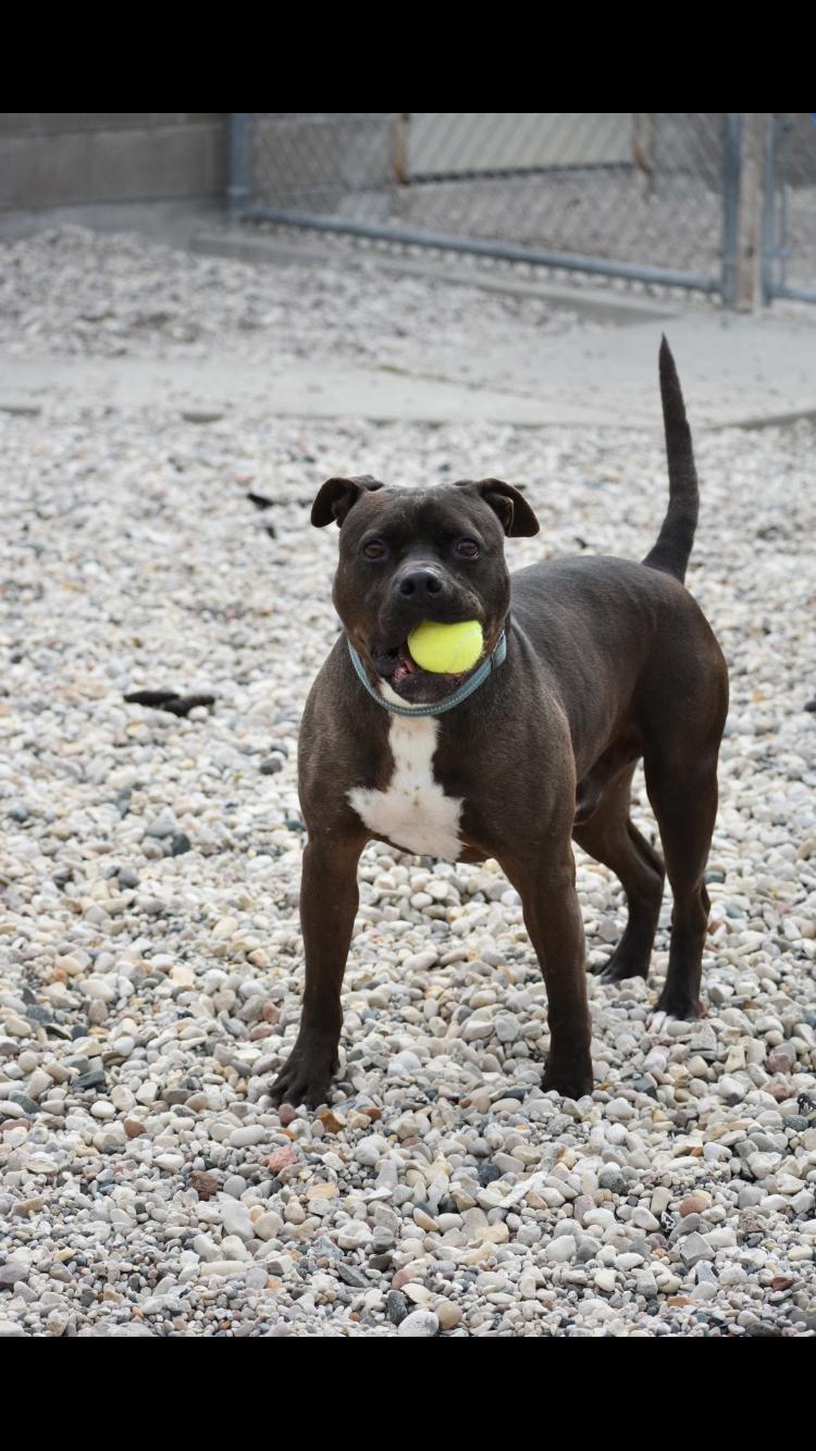 Blade, Adoptable, Adult Male Pit Bull Terrier.