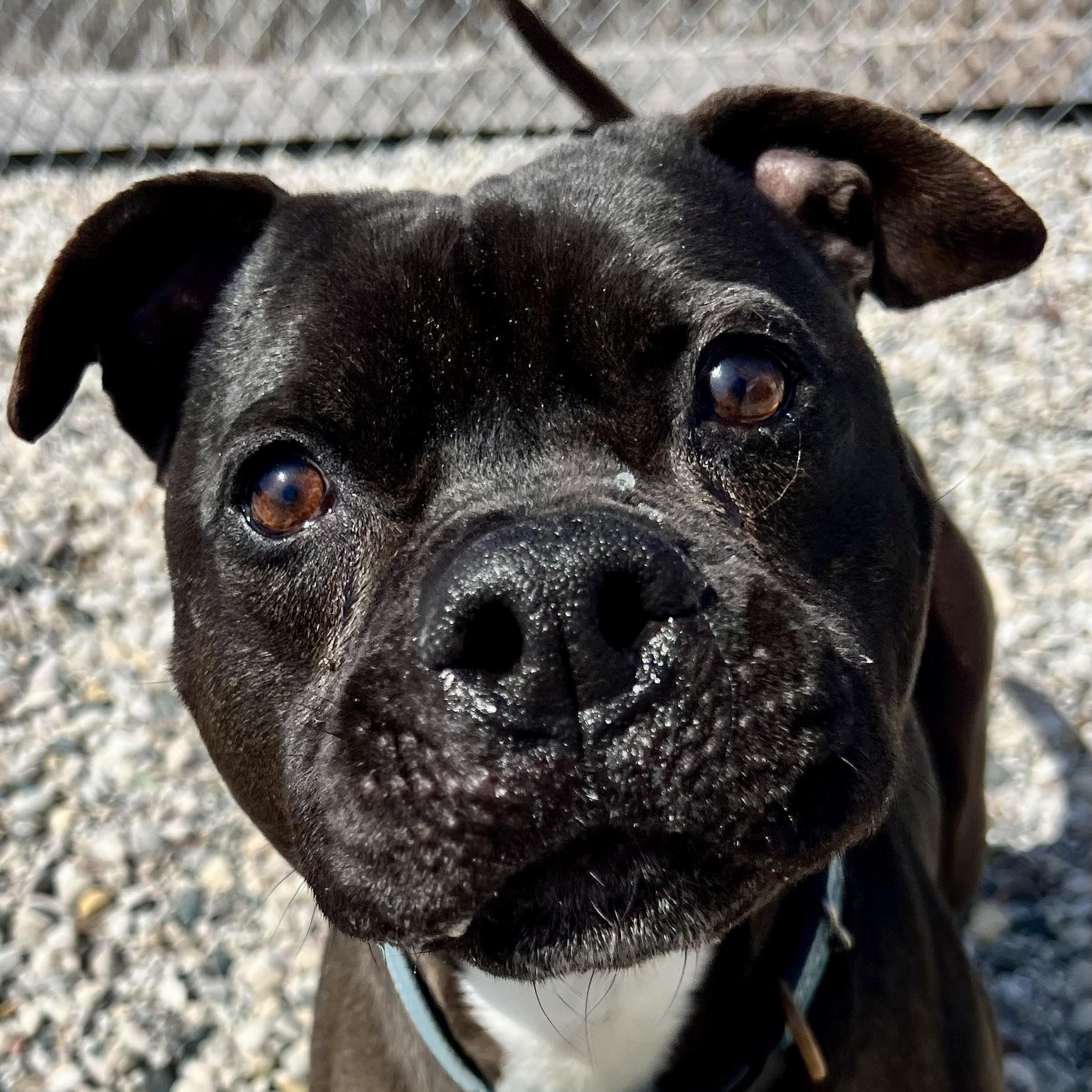 Blade, Adoptable, Adult Male Pit Bull Terrier & American Staffordshire Terrier.