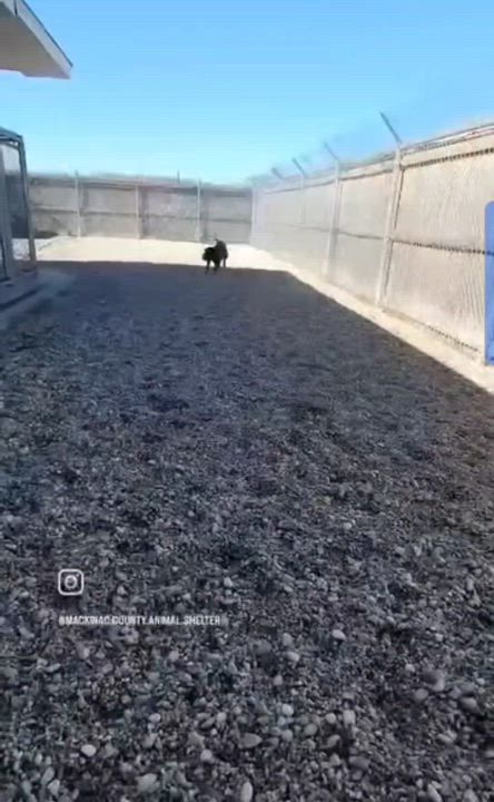 Enlarge Blade, a Adoptable mixed breed in St. Ignace, MI video 3/3