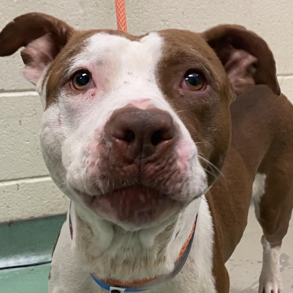 Detective Amaro, Adoptable, Adult Male Mixed Breed.