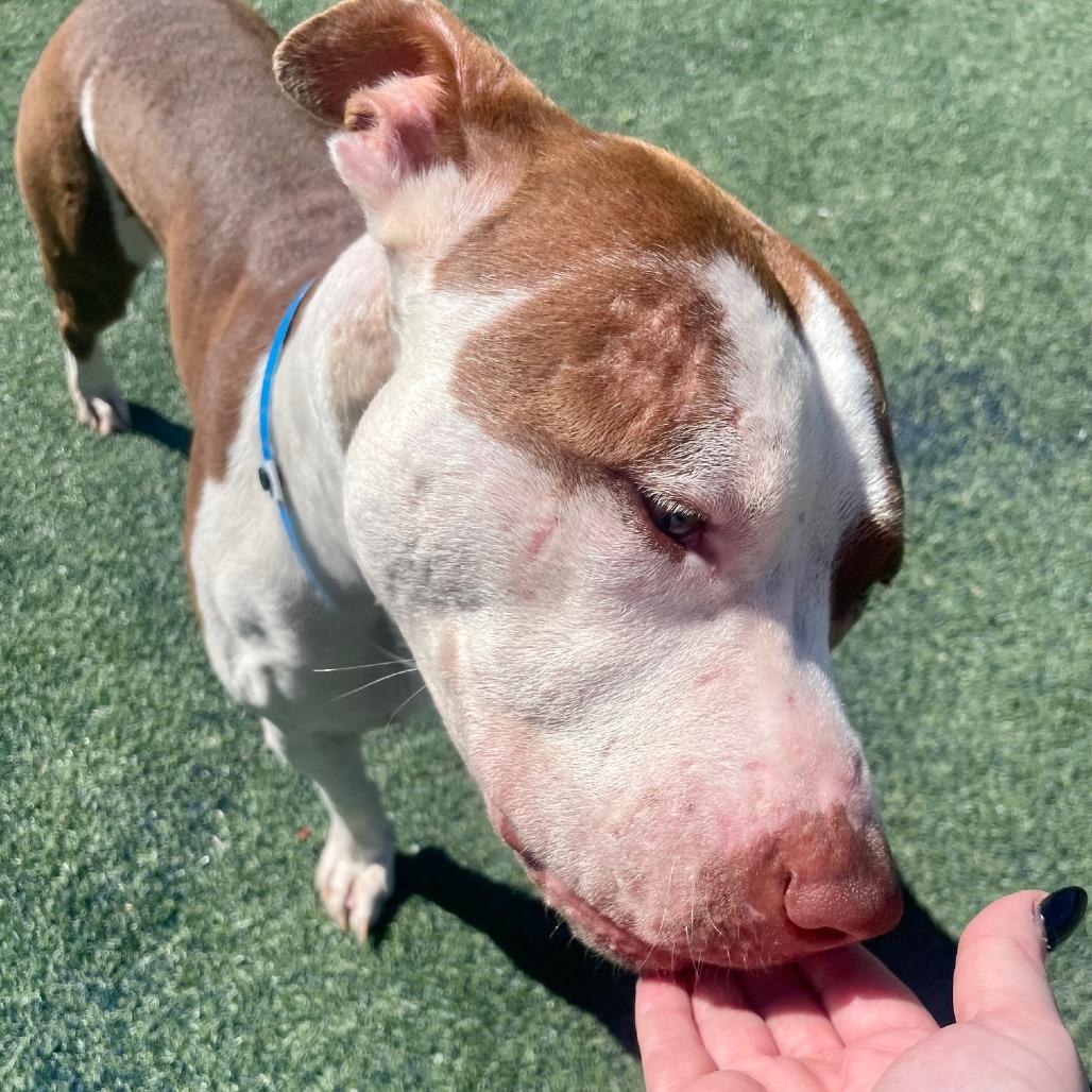 Enlarge Detective Amaro, a Adoptable Mixed Breed in Memphis, TN image 2/6