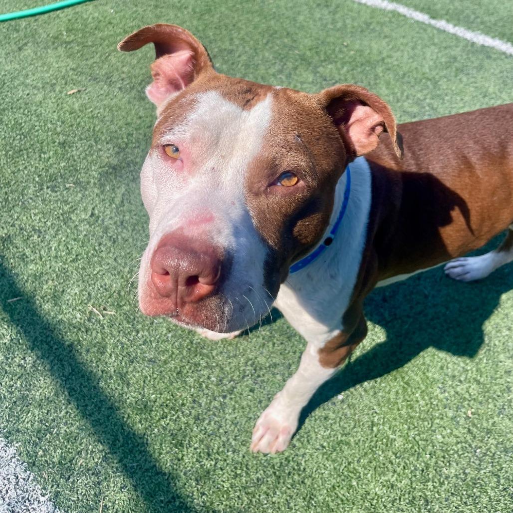 Enlarge Detective Amaro, a Adoptable Mixed Breed in Memphis, TN image 3/6