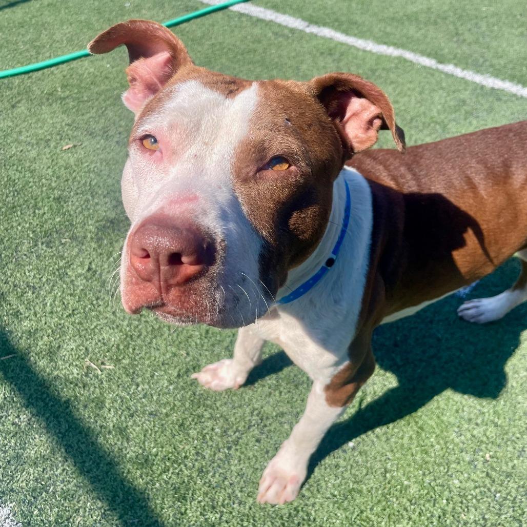 Enlarge Detective Amaro, a Adoptable Mixed Breed in Memphis, TN image 4/6