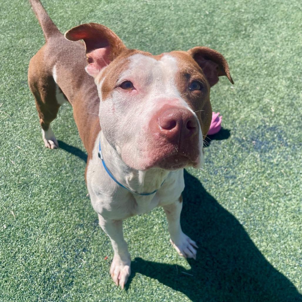 Enlarge Detective Amaro, a Adoptable Mixed Breed in Memphis, TN image 5/6